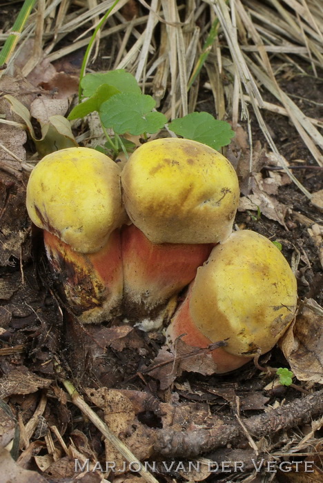 Gewone heksenboleet  - Neoboletus erythropus 